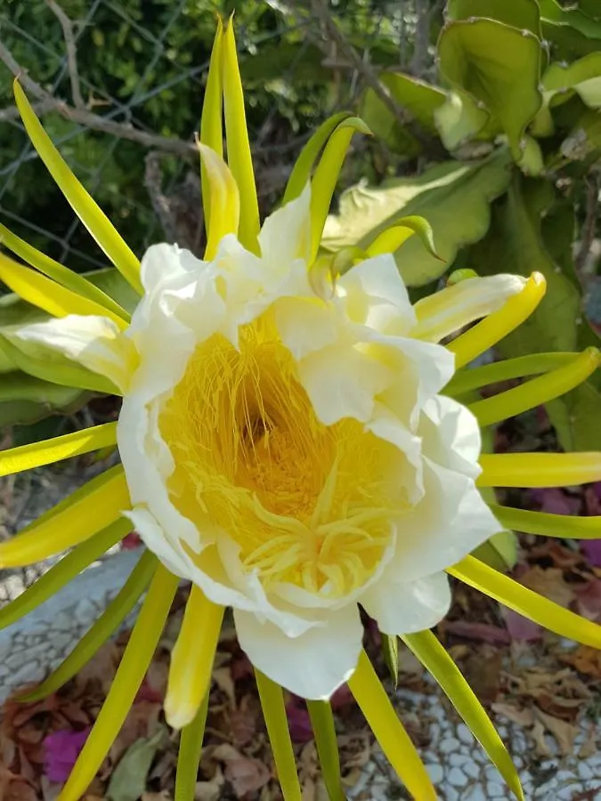 Villa Naranja Malaga - Oase Van Rust